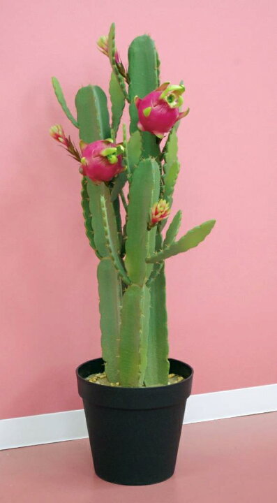 楽天市場 ドラゴンフルーツサボテン ユキポート 楽天市場 ドラゴンフルーツサボテン ユキポート