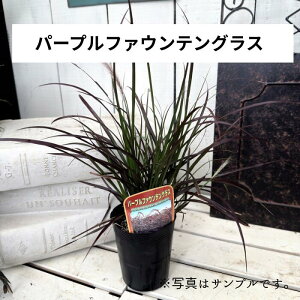 xjZ^ p[vt@EeOX 3.5|bgc ԕc H̉