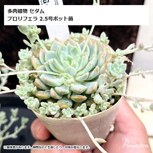 A Z_ vtF 2.5|bg vtBJ