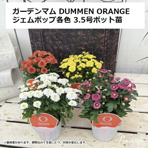 K[f} DUMMEN ORANGE WF|bv 3.5c 񂹐A A K[fjO Ԓd Rei J[[t O| H̊񂹐A H̑