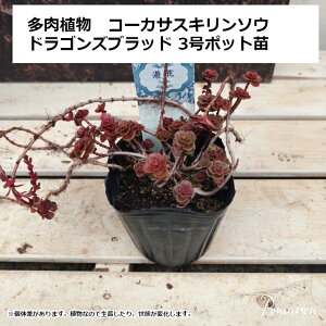 ドラゴンズブラッド コーカサスキリンソウ 3寸 ポット苗 多肉植物