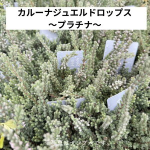 J[i WGhbvXEv`i 3|bgc Vo[[t v`i[t