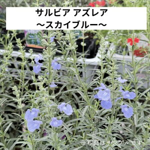 TrA AYA XJCu[Z[W 3.5|bgc