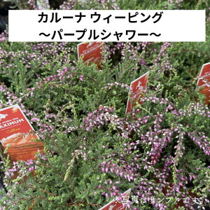 J[i EB[sO p[vV[ 3|bgc  nMO ݂蔫