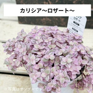 SALE 20%OFF JVA U[g 3.5|bg