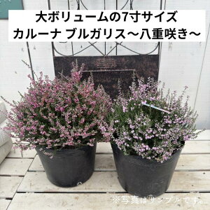 J[i uKX d炫 7|bg S   ϊ A