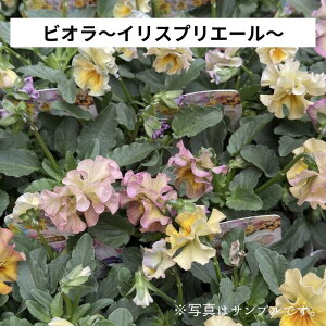 pW[ rI t炫rI u CXvG[ v3O|bg`3.5|bgc ԕc 񂹐A A [X Ԓd pW[ ԓaIWi ԐFv炢