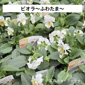 pW[ rI t炫rI u ӂ킽܁v3O|bg`3.5|bgc ԕc 񂹐A A [X Ԓd pW[ ԓaIWi ԐFv炢