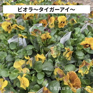 pW[ rIu ^CK[AC v3.5|bgc ԕc 񂹐A A [X Ԓd pW[ ԐFv炢 nMO