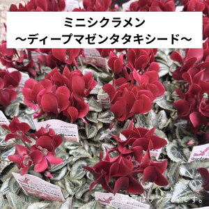 ミニシクラメン「 ディープマゼンタタキシード」3寸ポット 花苗 寄せ植え 鉢植え リース 花壇 シルバーリーフ モレル社のベリースペシャル品種