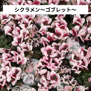 ~jVNu Subgv3|bg ԕc 񂹐A A [X Ԓd nNT