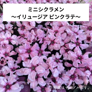 ~jVNu C[WA sNev3|bg ԕc 񂹐A A [X Ԓd nNT