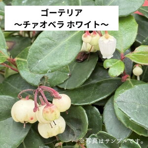 S[eAu `Ix zCgv3|bg ԕc 񂹐A A [X Ԓd nNT