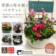 送料無料 季節のおまかせ寄せ植えバスケット 花色 鉢色 選べる寄せ植え 季節の花 鉢花 母の日 花苗 お祝…
