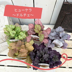 �y 18������|�C���g20�{ �z �yPW�z �q���[�P�� �h���`�F 3.5���|�b�g �c �J���[���[�t �h���� ���N�� ��� ���A �V�F�[�h�K�[�f�� �񂹐A�� �O���[�v�W�F���[�g �o�^�[�N���[�� �t���[�Y���}