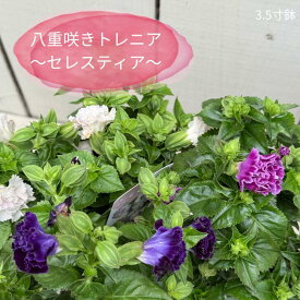 八重咲き トレニア セレスティア バイオレットブルー ローズ パールホワイト 苗 3.5号ポット LOVEGREEN 暑さに強い 夏の花 花苗 寄せ植え 鉢植え プランター 初心者向け 一年草