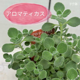 虫除け効果 ゴキブリ対策 インテリア 簡単お手入れ ハーブ 多肉植物 アロマティカス 3号ポット苗 メディカルプランツ リフレッシュ効果