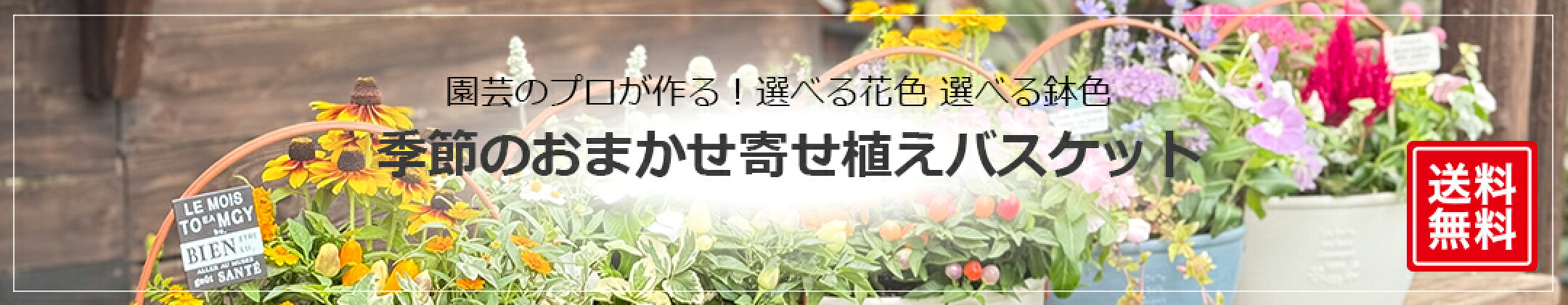 花色鉢色選べる季節のおかませ寄せ植えバスケット送料無料