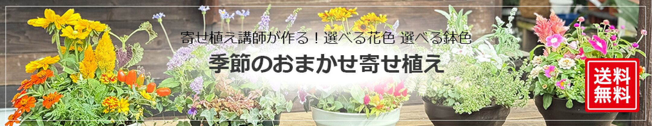 花色鉢色選べる季節のおかませ寄せ植え送料無料