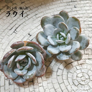 A GPxA c Jbgc Ac   c EC laui Laui