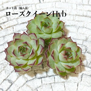 A GPxA c Jbgc Ac   [YNC[Hyb