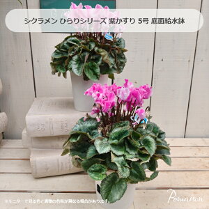 VN  ЂV[Y 5 ʋ ԕc c