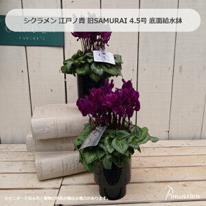 �V�N������ �]�˃m�� ���ǂ̂��� ��SAMURAI 4.5���� ��ʋ����� �ԕc ��h�ԉ� ���F