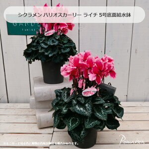 �V�N������ �n���I�X�J�[���[ ���C�` 5����