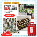 楽天スーパーSALE限定 30%OFF 福袋 多肉植物の福袋 エケベリア3苗 セダム類7苗 合計10個