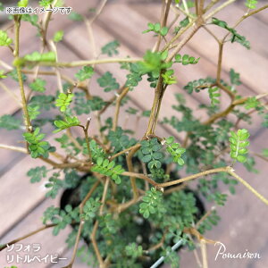 \tH gxCr[ 3 |bgc ϗtA