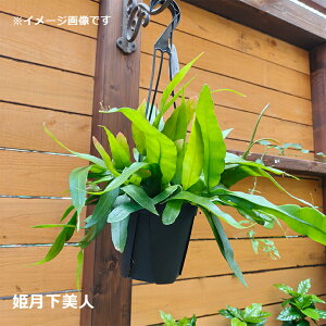  Pl GstBv~ A ݂蔫 5