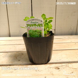 虫除け効果 ゴキブリ対策 インテリア 簡単お手入れ ハーブ 多肉植物 アロマティカス 3.5号ポット苗 4号鉢 メディカルプランツ リフレッシュ効果