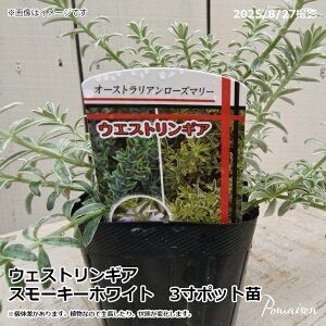 EFXgMA I[XgA[Y}[ X[L[zCg  3|bgc