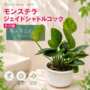 モンステラ 苗」の人気商品一覧・価格比較 - 価格.com
