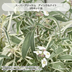 PW X[p[AbT ACVNiCg 3|bg ԕc 񂹐A A [X Ԓd XC[gAbT