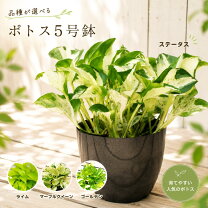 楽天市場】ライム ポトス（花・観葉植物｜花・ガーデン・DIY）の通販