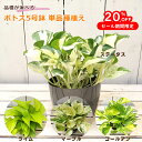 楽天スーパーSALE限定 20%OFF 観葉植物 ポトス 選べる 4品種 ステータス ゴールデン レモンライム マーブルクイーン 5…