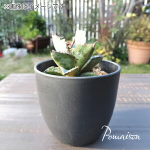 AKx `^m^ ~ i 񂰂 j4