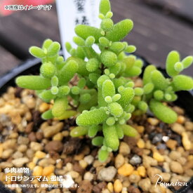 多肉植物 ドロサンテマム グロボーサム 蜜橘 みかん メセン 6cmポットサイズ