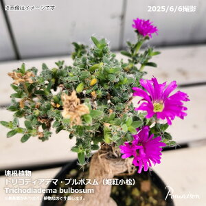 򍪐A gRfBAf}u{X Pg 3