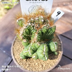 yiz T{e uCJN^X BRAINCACTUS cᎂq 3