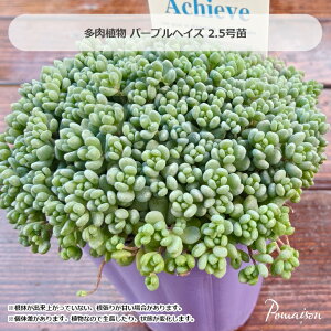 A Z_ p[vwCY Ԃԑ ^Pl 2.5|bgc 񂹐Aޗ