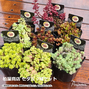 A X Z_ Ԃԑ nZ_ 7Zbg ۗt}lOT }lOT ̋ p_ hSYubh ۗt}lOT  3|