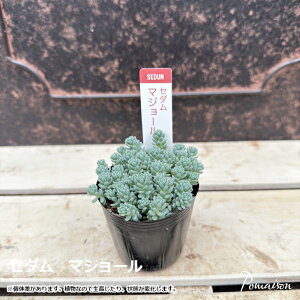 多肉植物 セダム つぶつぶ多肉 マジョール 2号ポット苗