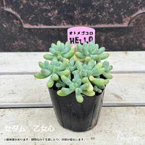 A Z_ Ԃԑ S IgSR 3|bgc