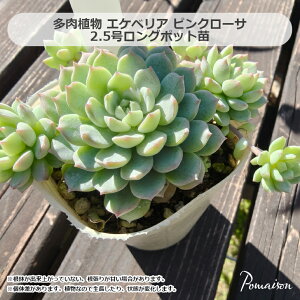 A GPxA sN[T ina-hanac@2.5O|bgc