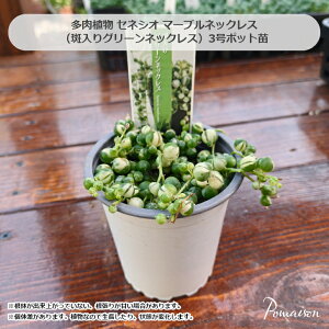 A ZlVI O[lbNX  }[ulbNX 3c