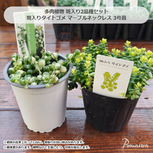 A Zbg ^CgS O[lbNX i }[ulbNX j 2Zbg 3TCY