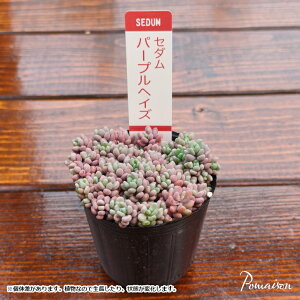 A Z_ p[vwCY Ԃԑ ^Pl 2|bgc 񂹐Aޗ