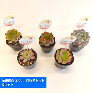 yiz X GPxA 2|bg 5cZbg